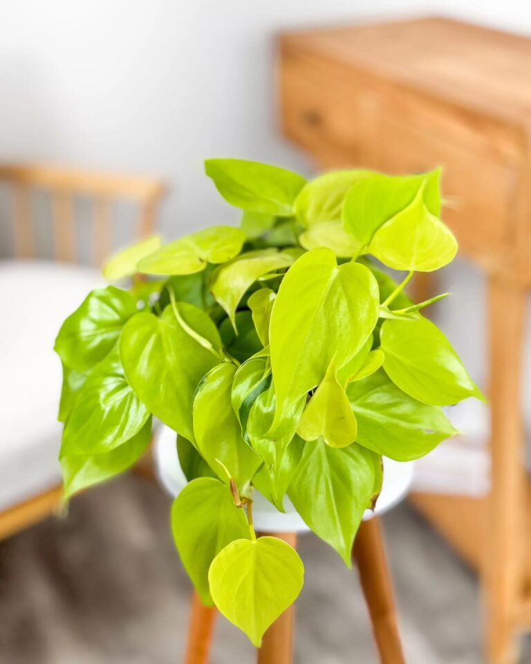 Philodendron Neon Bush