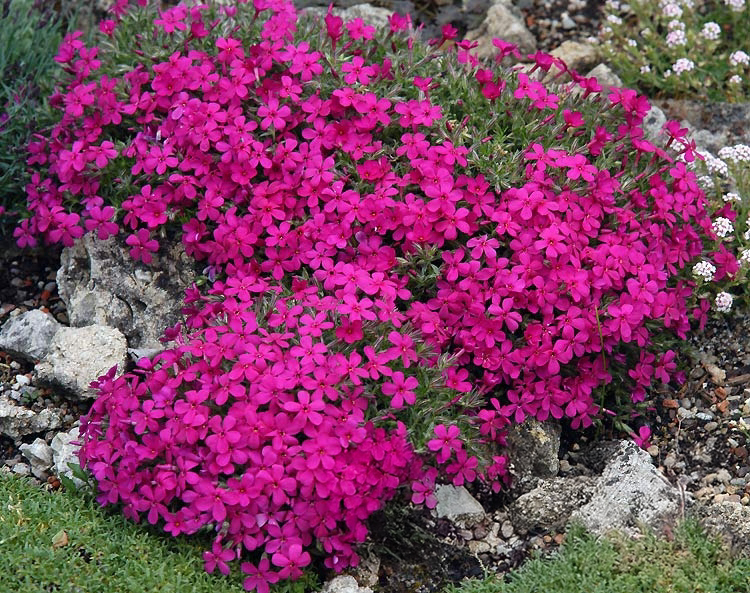 Phlox douglasii "Red Admiral"