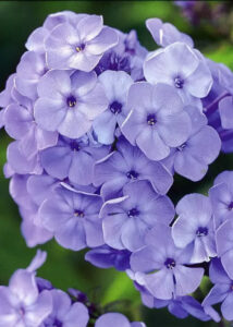 Phlox paniculata "Blue Boy"