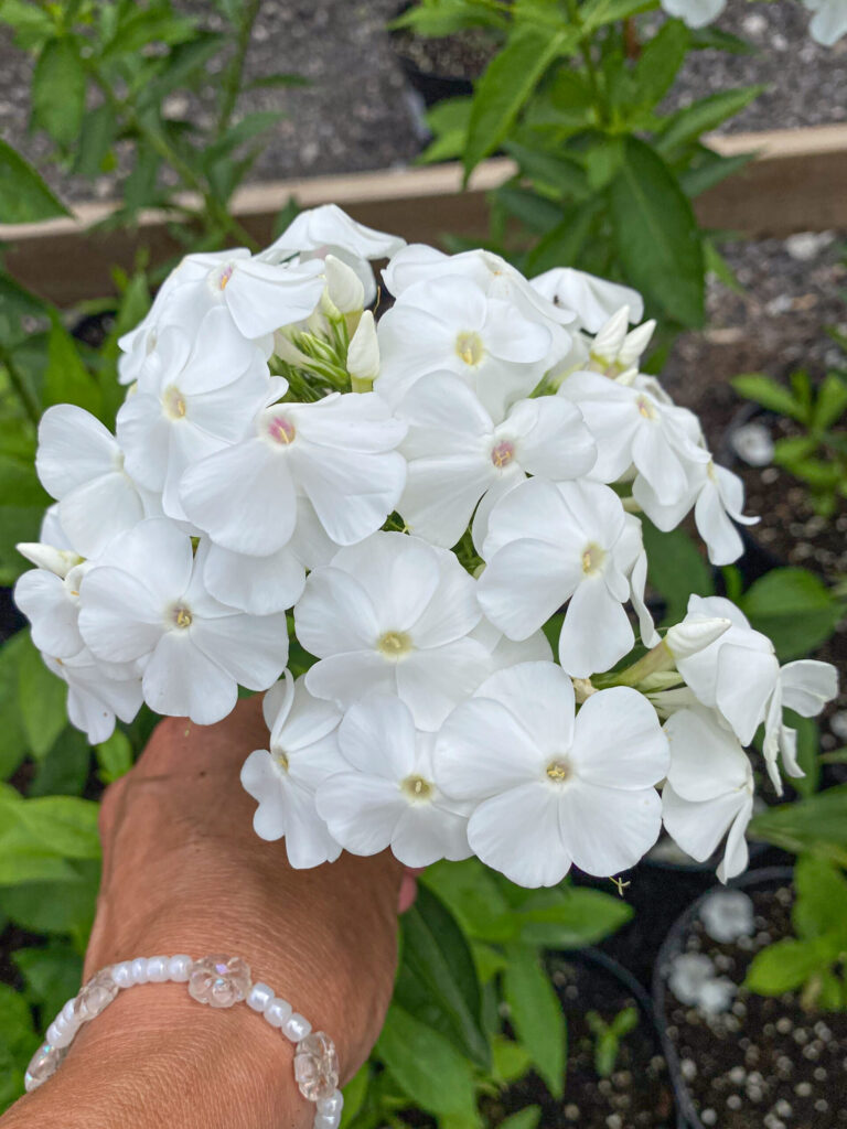 Phlox paniculata "David"