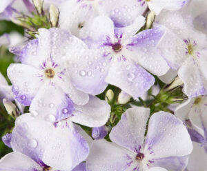 Phlox paniculata "Flame Light Blue"