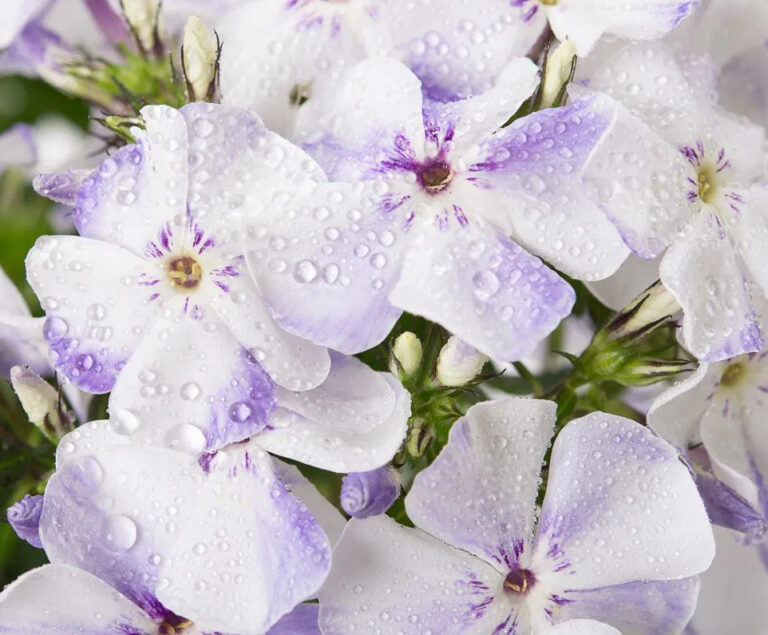 Phlox paniculata "Flame Light Blue"