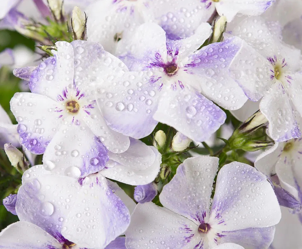 Phlox paniculata "Flame Light Blue"