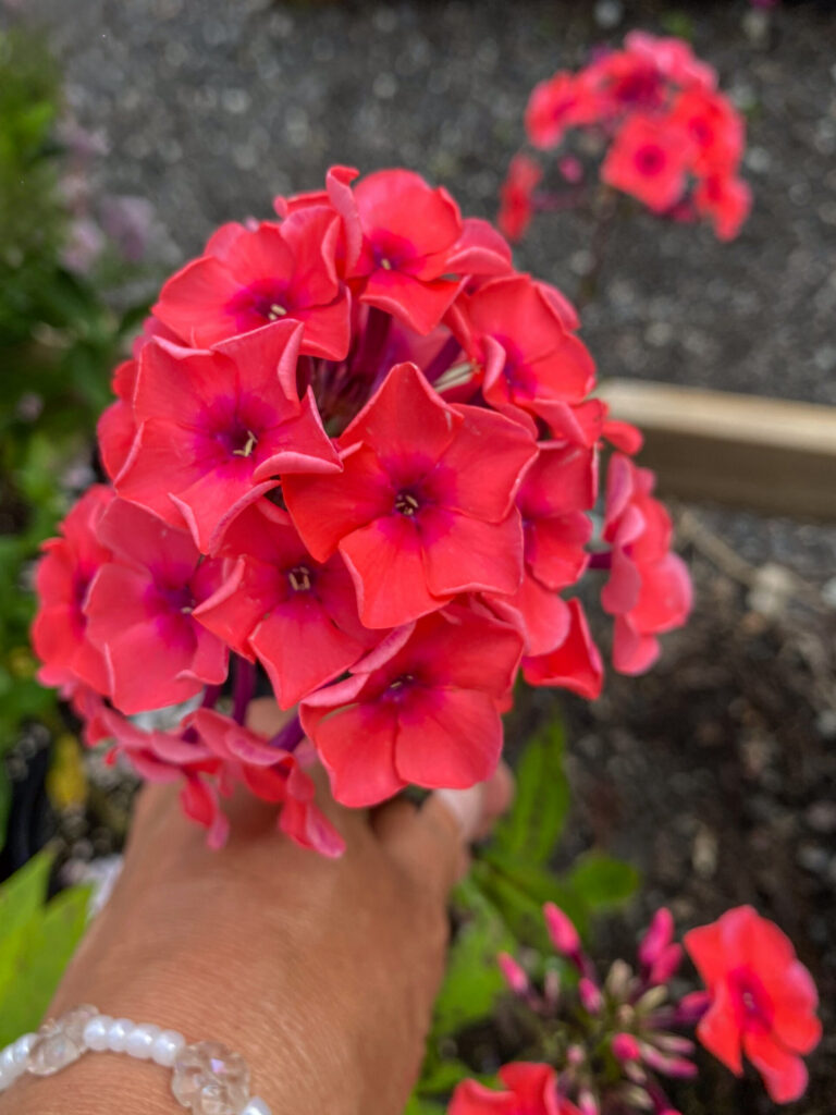 Phlox paniculata "Flame Pink"