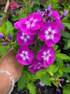 Phlox paniculata "Laura"