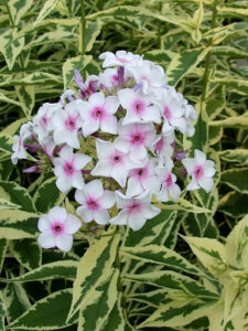 Phlox paniculata "Norah Leigh"