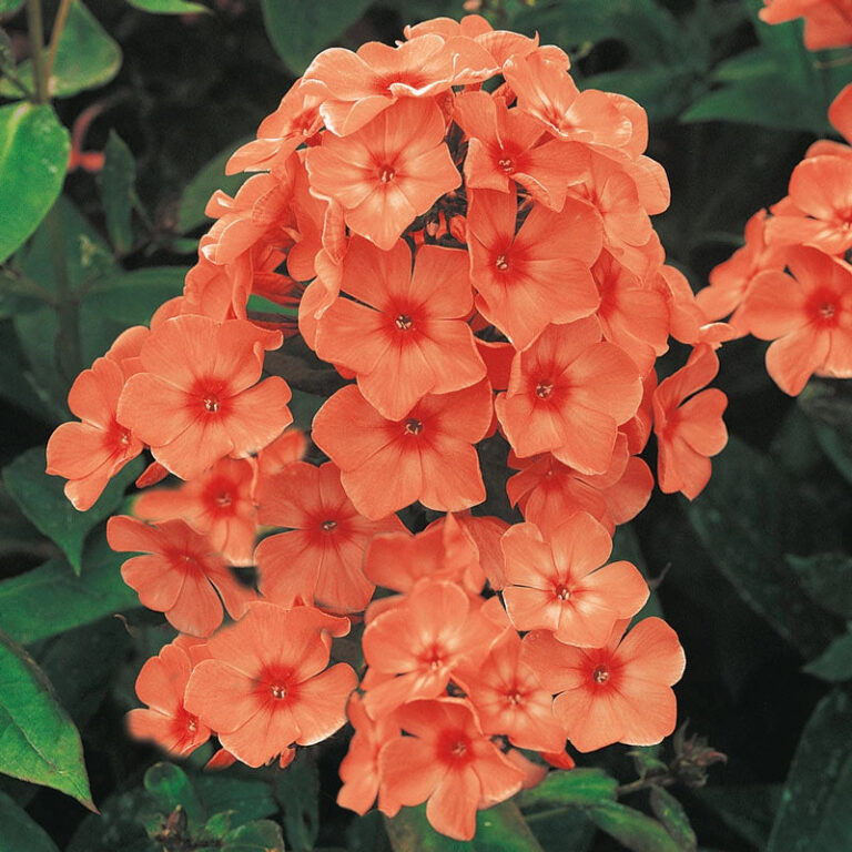 Phlox paniculata "Orange Perfection"