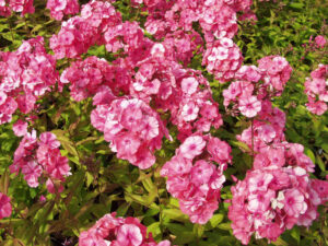 Phlox paniculata "Rijnstroom"