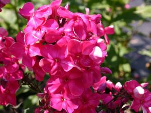 Phlox paniculata "Tenor"