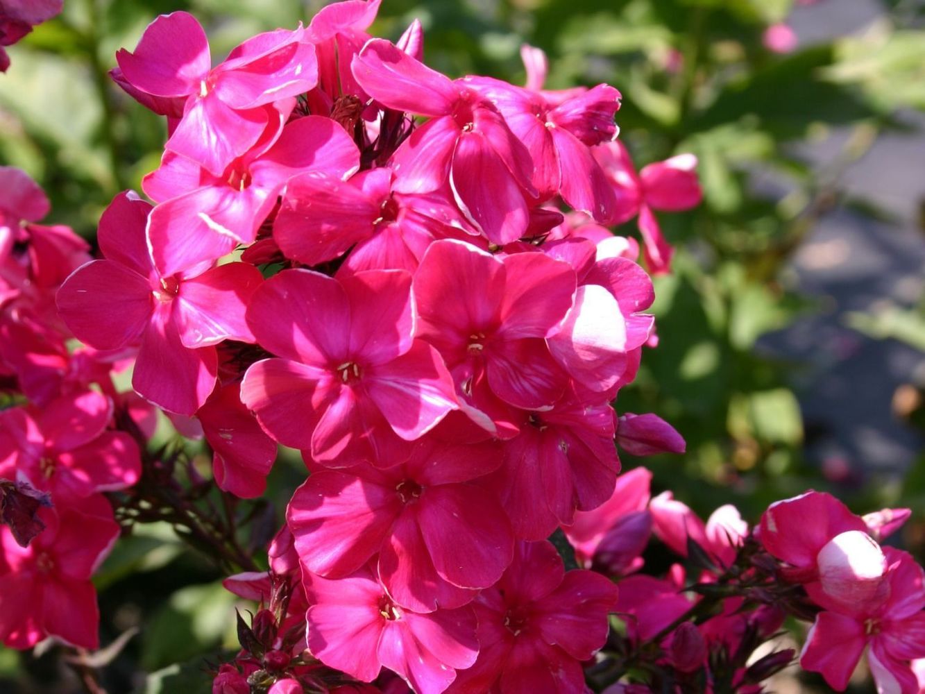 Phlox paniculata "Tenor"
