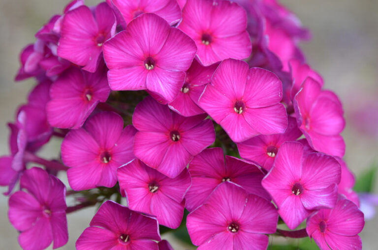 Phlox paniculata "The King"