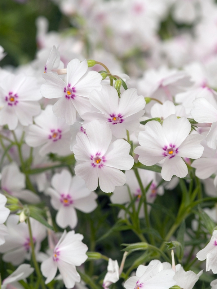 Phlox subulata "Amazing Grace"