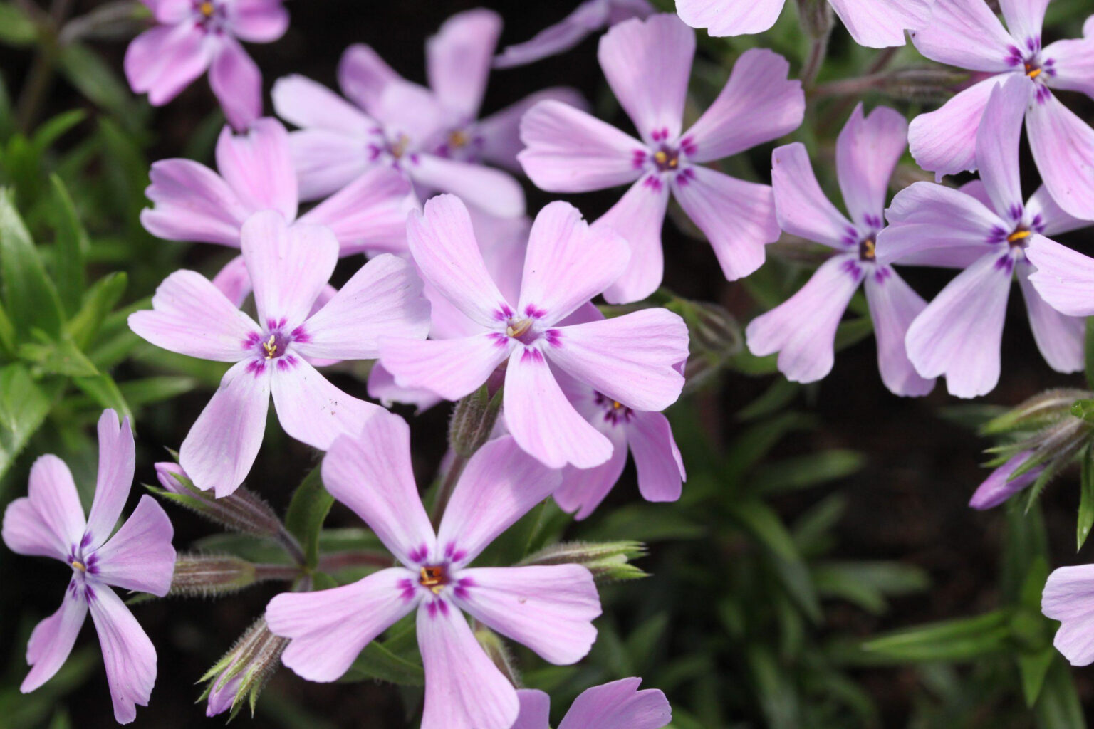 Phlox subulata "Benita"