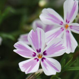Phlox subulata "Candy Stripes"