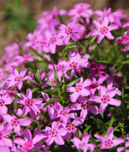 Phlox subulata "Fabulous Rose"
