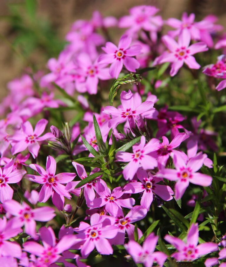 Phlox subulata "Fabulous Rose"