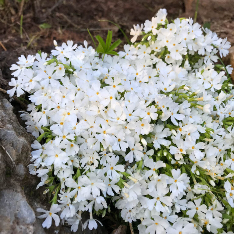 Phlox subulata "Maischnee"