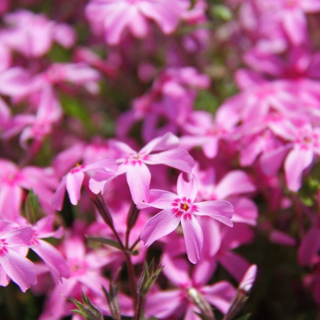 Phlox subulata "Moerheimii"