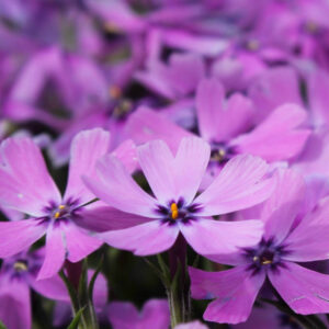 Phlox subulata "Purple Beauty"