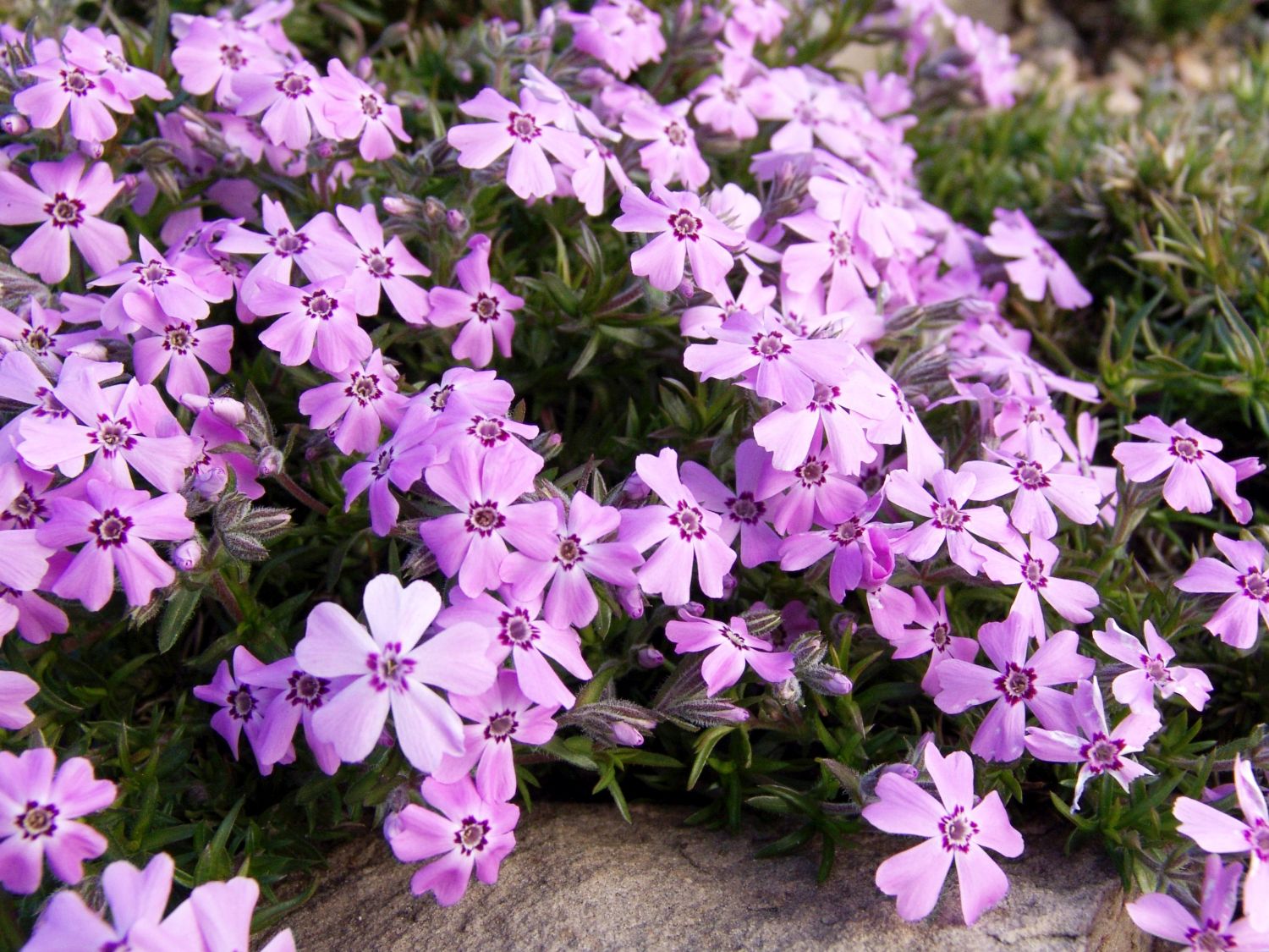 Phlox subulata "Rosette"