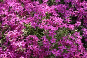 Phlox subulata "Samson"