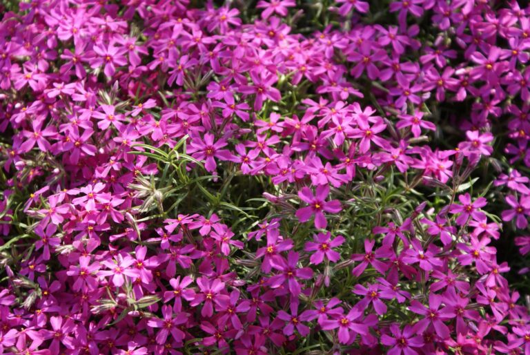 Phlox subulata "Samson"