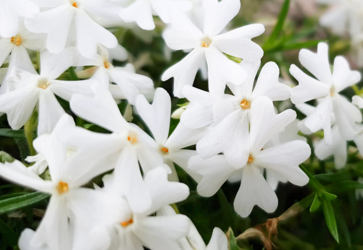 Phlox subulata "Snowflake"