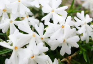 Phlox subulata "Snowflake"