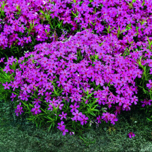 Phlox subulata "Temiskaming"