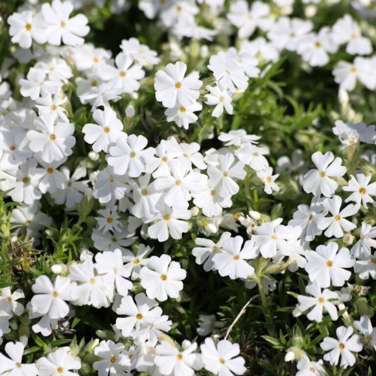 Phlox subulata "White Delight"