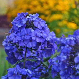 Phlox paniculata "Blue Paradise"
