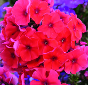 Phlox paniculata "Adessa Orange"