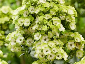 Phlox paniculata "Orchid Green"