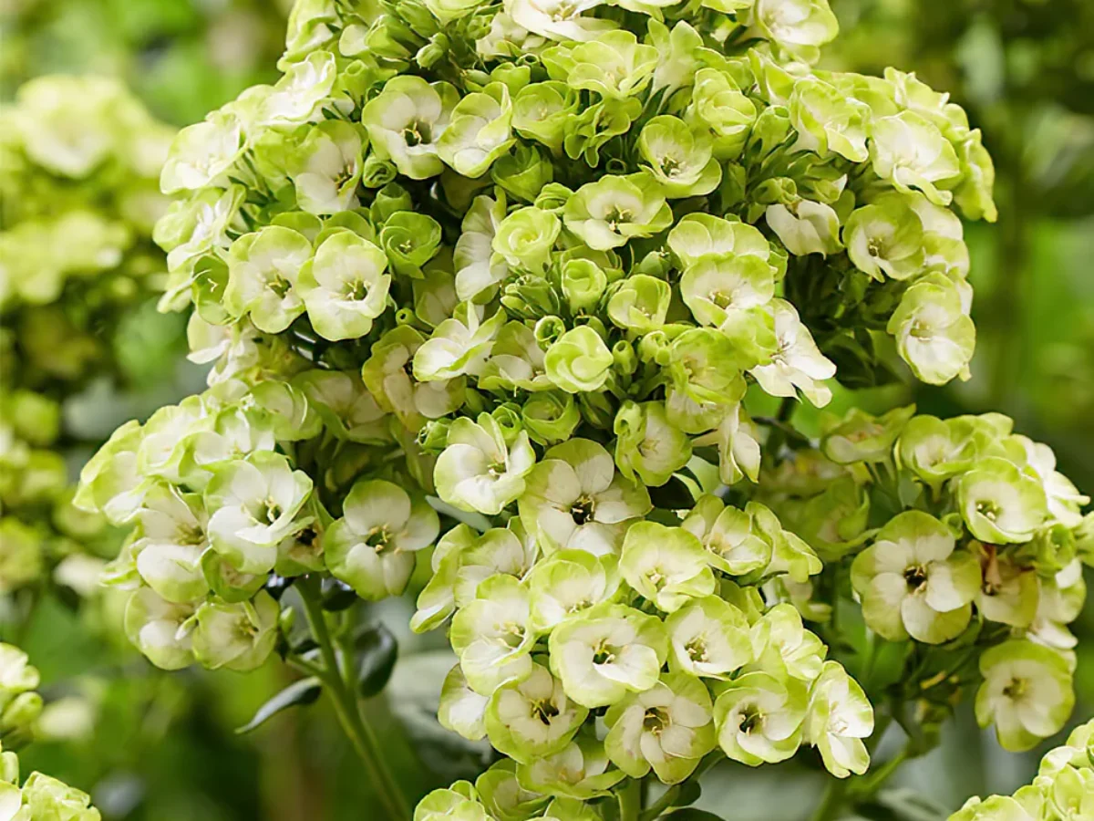 Phlox paniculata "Orchid Green"
