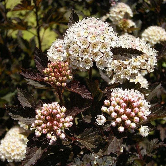 Physocarpus opulifolius "All Black"