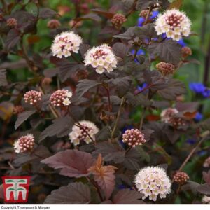 Physocarpus opulifolius "Lady in Red"