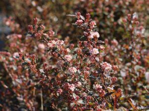Physocarpus opulifolius "Little Joker"