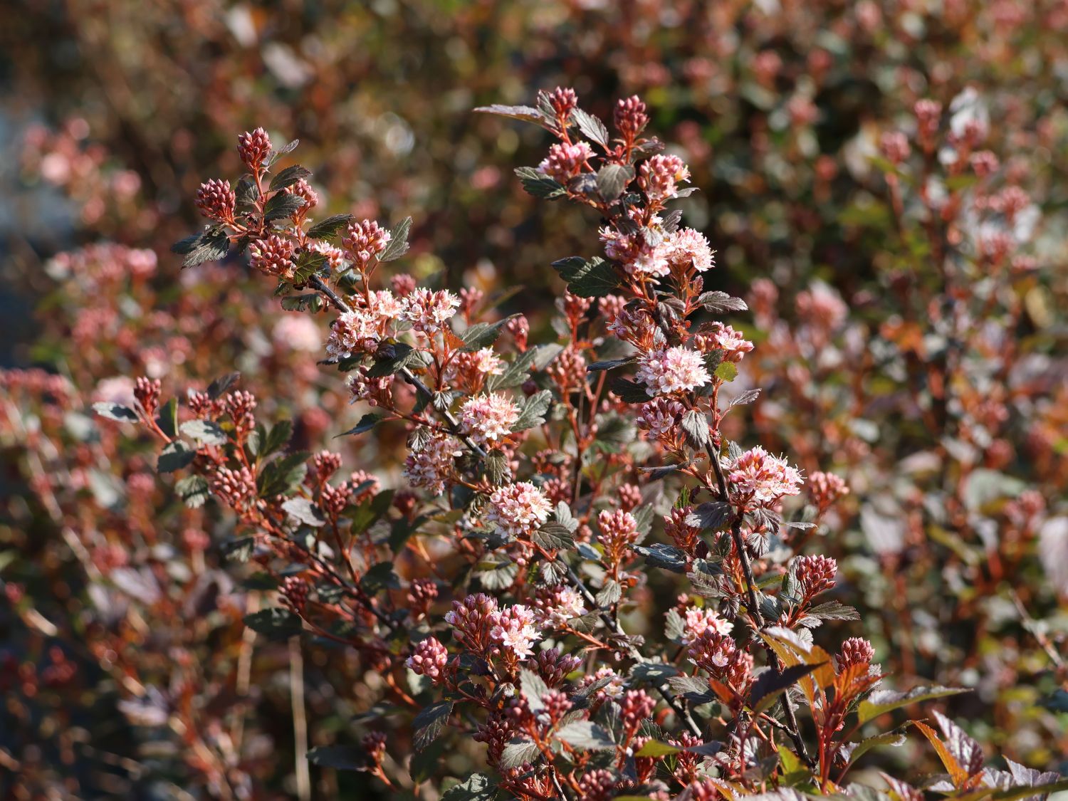 Physocarpus opulifolius "Little Joker"