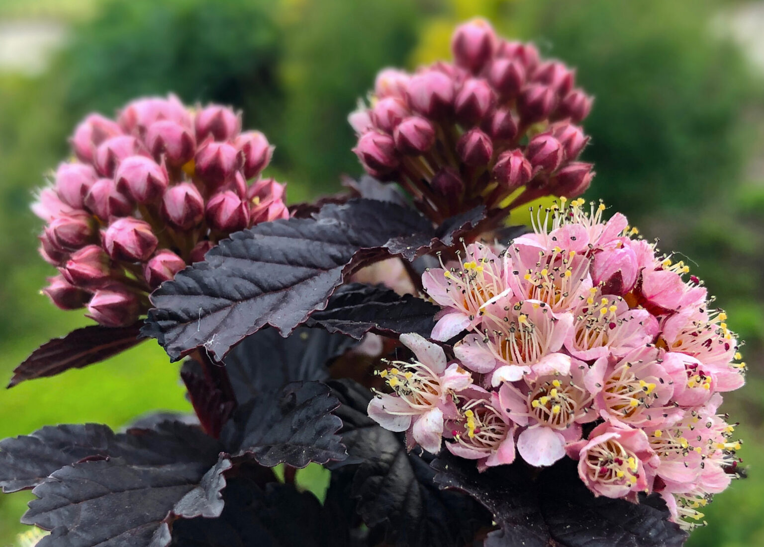 Physocarpus opulifolius "Panther"