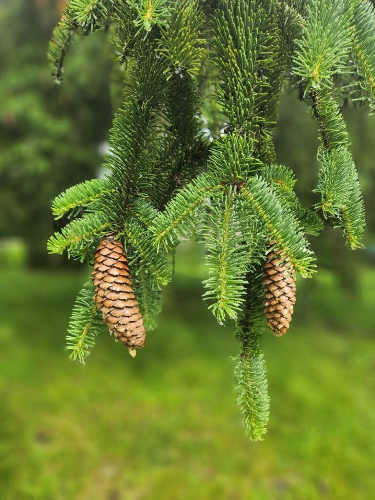 Picea abies