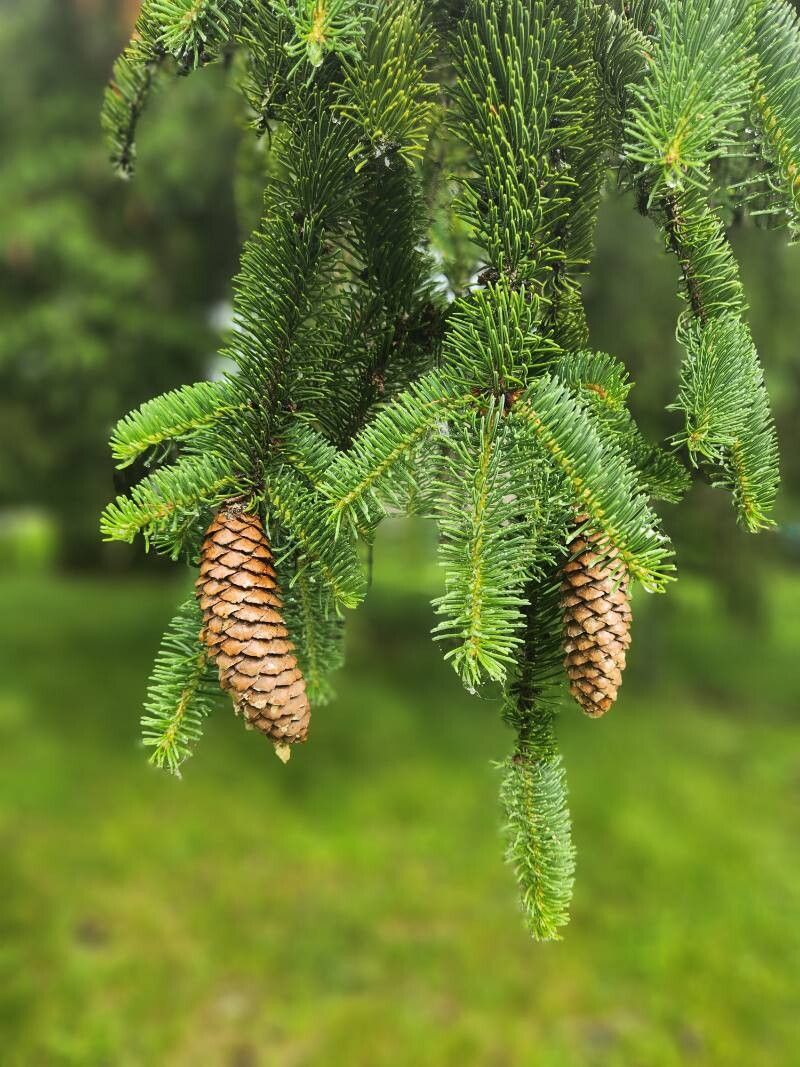 Picea abies