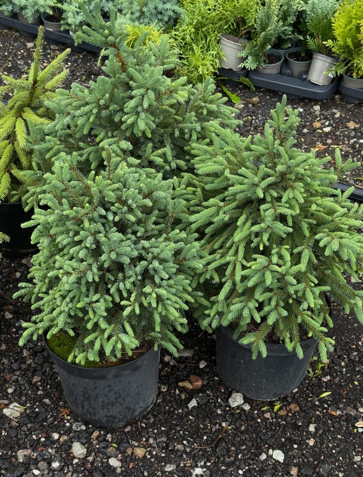 Picea glauca "Blue Planet"