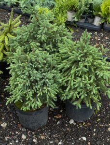 Picea glauca "Blue Planet"