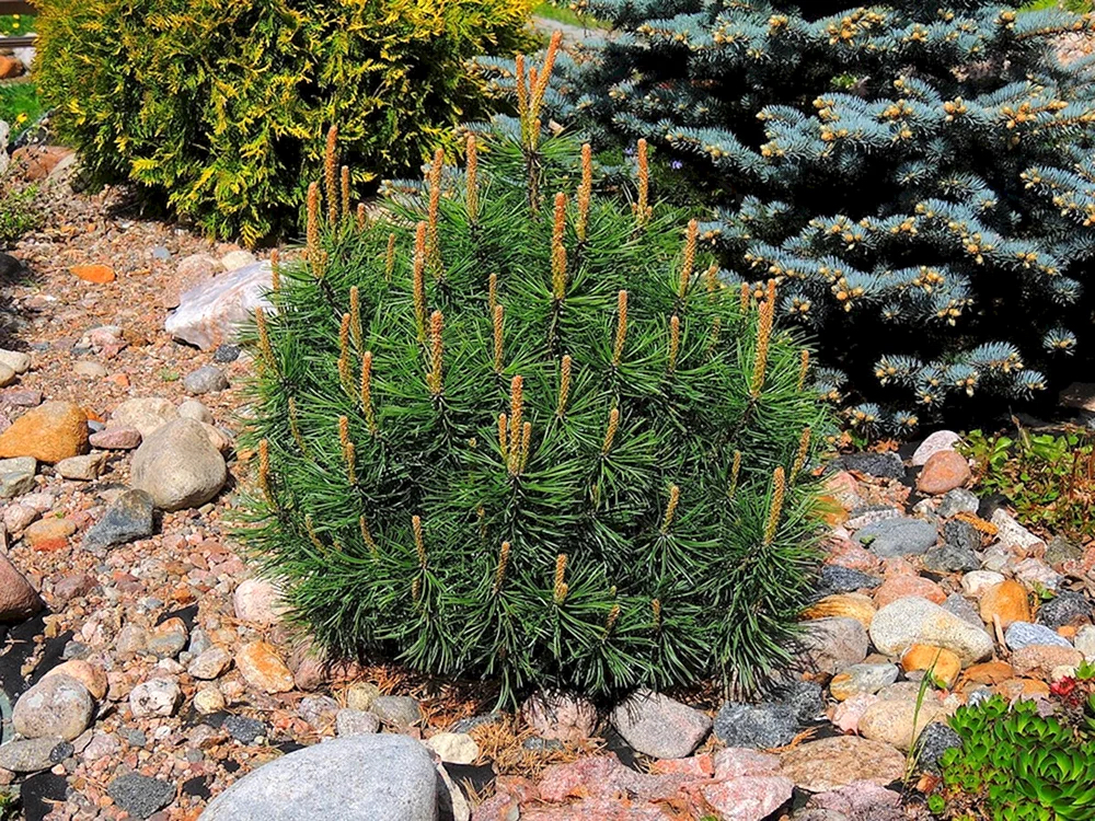 Pinus mugo var mughus