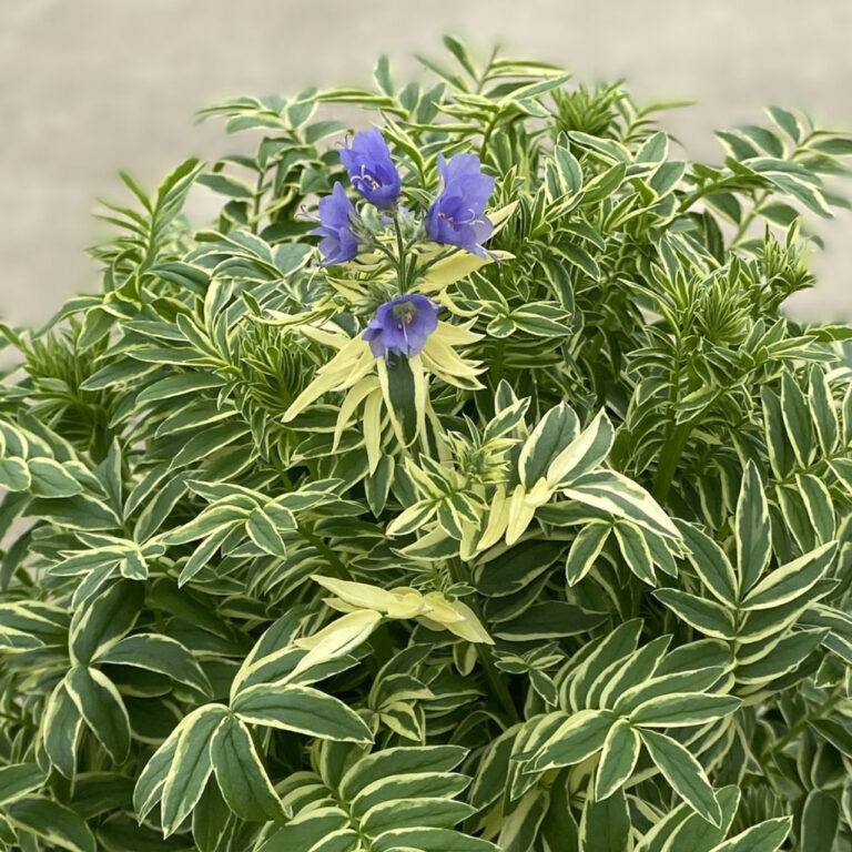 Polemonium caeruleum "Brise d-Anjou"