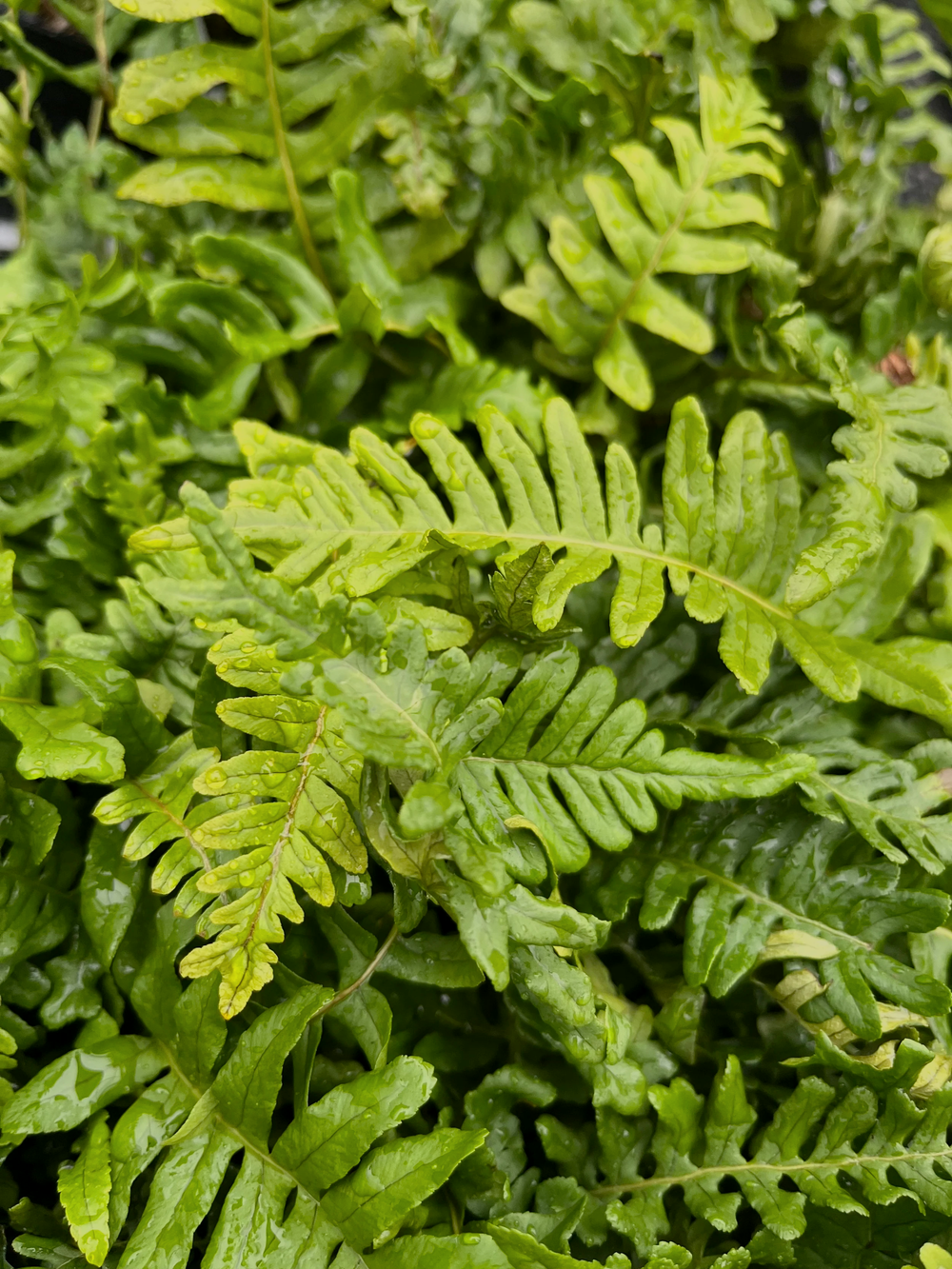 Polypodium vulgare "Bifido Multifidum"