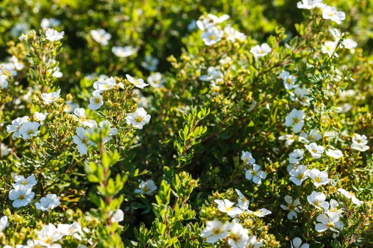 Potentilla fruticosa "Abbotswood"