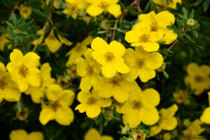 Potentilla fruticosa "Goldstar"