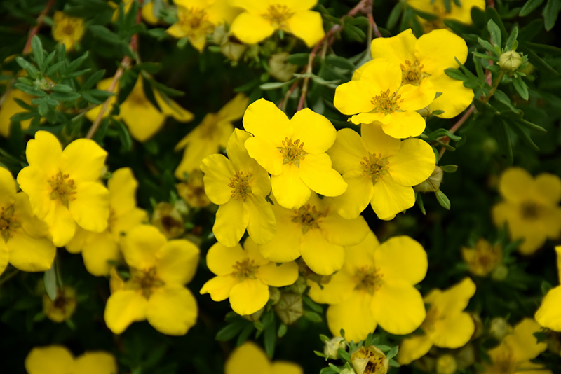 Potentilla fruticosa "Goldstar"