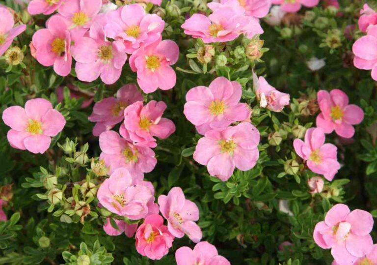 Potentilla fruticosa "Pink Queen"